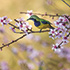 Cherry Blossom and Leafbird